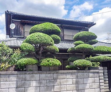 庭木の剪定